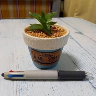 多肉植物 ハオルチア 鉢植え