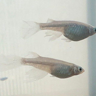 松井ヒレ長　天女の舞　稚魚5匹1000円