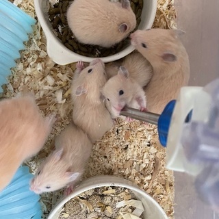 キンクマハムスター　短毛