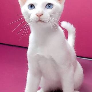 猫の飼育員募集の画像