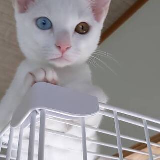 猫の飼育員募集の画像