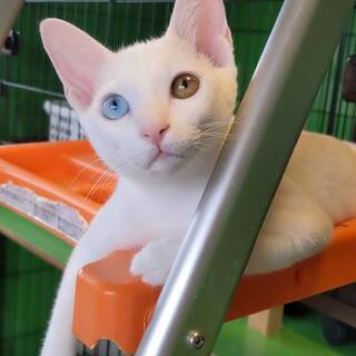 猫の飼育員募集の画像