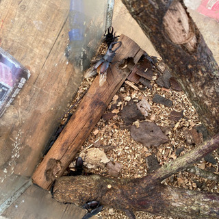 ノコギリクワガタやカブトムシ　好きなの３匹500円！