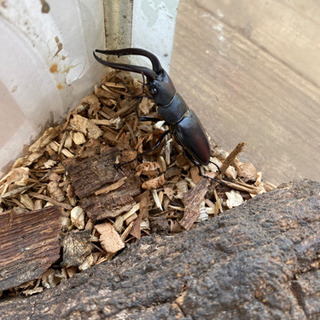 ノコギリクワガタやカブトムシ　好きなの３匹500円！の画像