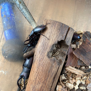 ノコギリクワガタやカブトムシ　好きなの３匹500円！の画像