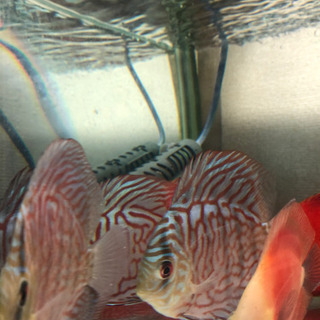 ディスカス【大阪市】【発送も可能・翌日着地限定】の画像