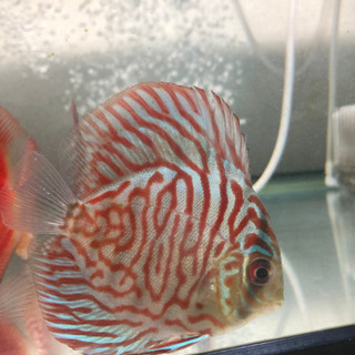 ディスカス【大阪市】【発送も可能・翌日着地限定】の画像