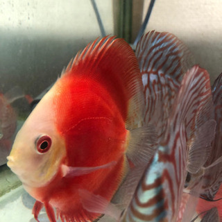 ディスカス【大阪市】【発送も可能・翌日着地限定】の画像