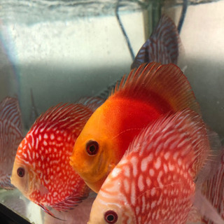 ディスカス【大阪市】【発送も可能・翌日着地限定】の画像