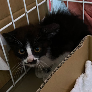 至急！里親さん募集　生後2ヶ月の子猫です。