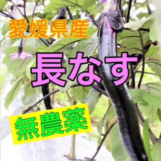 松山長なす　お届けします！