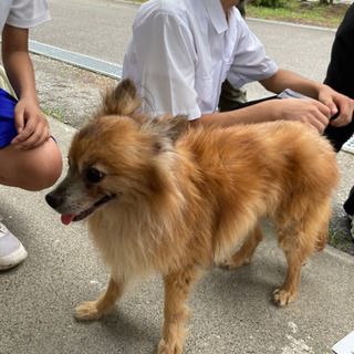 迷い犬