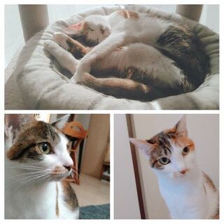 成猫6匹。単身者、50代応募可能