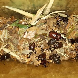 カブトムシ一譲ります