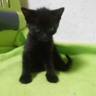 生後約1ヶ月の仔猫4匹
