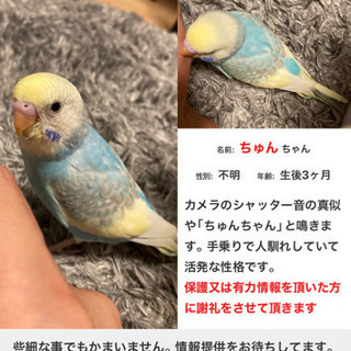 迷子インコ探してます！