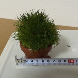 水草４点セット2000円 アヌビアスナナミニ他　淡水水槽に！流木付きの画像