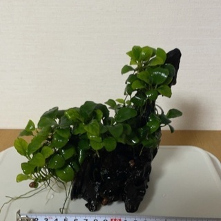水草４点セット2000円 アヌビアスナナミニ他　淡水水槽に！流木付きの画像