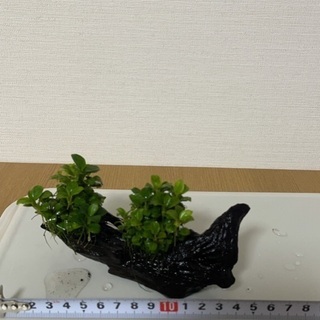 水草４点セット2000円 アヌビアスナナミニ他　淡水水槽に！流木付きの画像