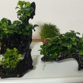 水草４点セット2000円 アヌビアスナナミニ他　淡水水槽に！流木付き