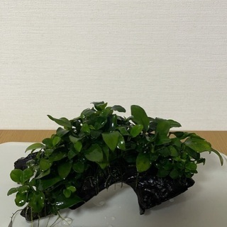 水草４点セット2000円 アヌビアスナナミニ他　淡水水槽に！流木付きの画像