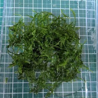 ウィーピングモス　水草　 アクアリウム