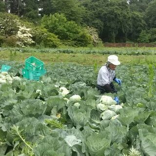 野菜の収穫‼️  外で思いっきり体を使ってみませんか❗️