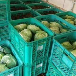 野菜の収穫‼️  外で思いっきり体を使ってみませんか❗️の画像