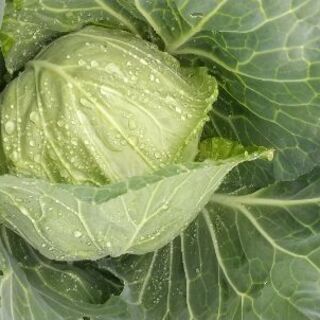 野菜の収穫‼️  外で思いっきり体を使ってみませんか❗️の画像