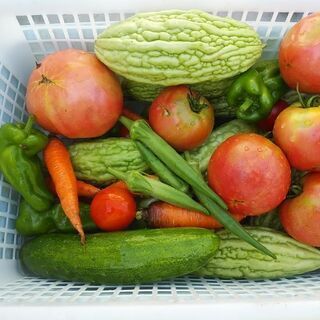 【無料野菜】夏野菜　第25弾　ゴーヤ　トマト