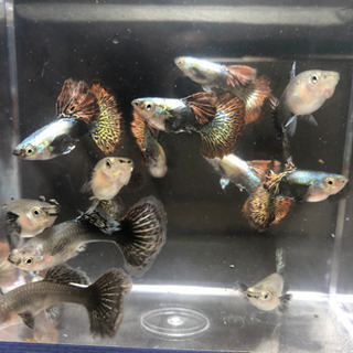 【グッピー】レッド・ドラゴン・ハーフムーン・BDSの画像