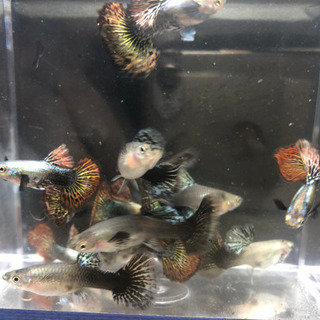 【グッピー】レッド・ドラゴン・ハーフムーン・BDSの画像