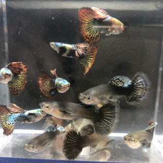 【グッピー】レッド・ドラゴン・ハーフムーン・BDSの画像