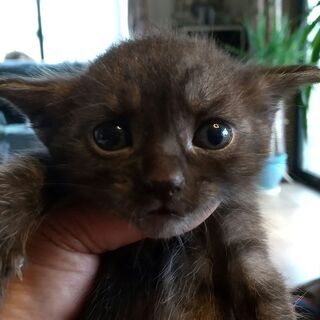 子猫生後１か月、里親募集