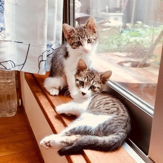 2021年6月上旬(推定) 生まれのオス仔猫ちゃん(2匹います※...