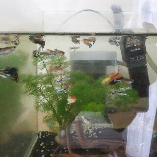 グッピー(熱帯魚)今回、終了。成長したらまたやります！