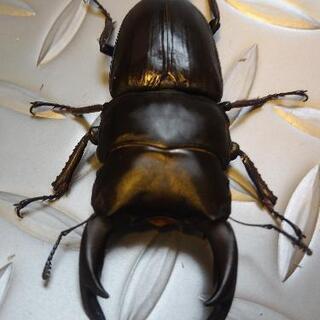 オオクワガタ♂単71㎜の画像