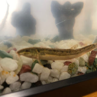 どじょう（水槽の中綺麗にしてくれます）