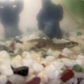 どじょう（水槽の中綺麗にしてくれます）の画像