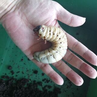 カブトムシ（ヘラクレス）の幼虫を売ります！