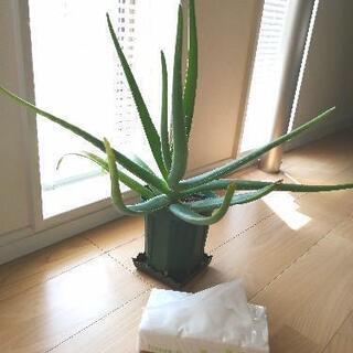 無農薬　アロエベラ ②　約1年生 　屋内栽培　観葉植物
