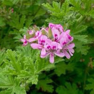 【無農薬】ローズゼラニウム　挿し穂5本　虫除けにも。