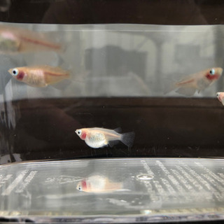 めだかとカブトムシ交換しませんか？