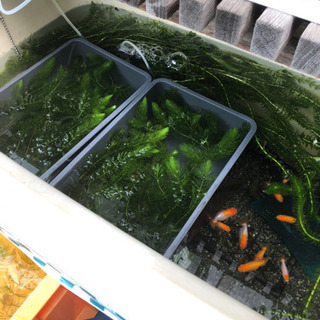 マツモ国産　新芽10本セットの画像