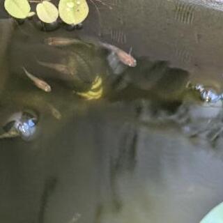 三色錦メダカ 稚魚 5匹