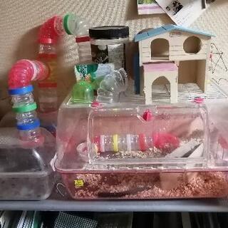 ナンバー1！！激安ハムスターケージ2種類の画像