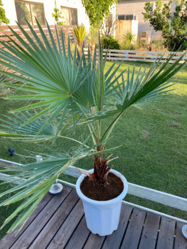 ワシントンヤシ　135cm