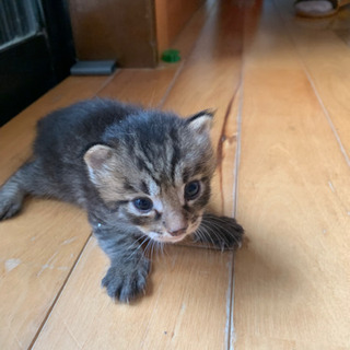 決まりました。7／18頃生まれ　キジの仔猫　里親募集！