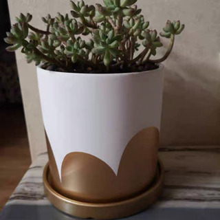 ★値下げ済み、植木鉢　鉢　観葉植物　新品　おしゃれ　インテリアにピッタリの画像