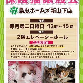 8月8日(日)おーあみ避難所譲渡会in新山下